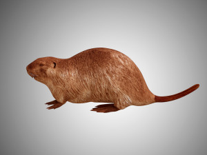 realistic high detailed low poly beaver 3Dモデル