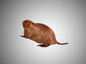 realistic high detailed low poly beaver 3Dモデル