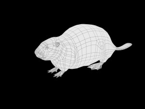 realistic high detailed low poly beaver 3Dモデル