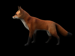 low poly rigged fox 3D-Modell
