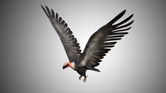 low poly rigged vulture condor 3D मॉडल .c4d .max .obj .3ds .fbx .stl .blend 