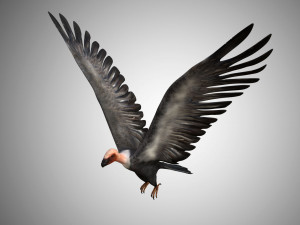 low poly rigged vulture condor 3D Model