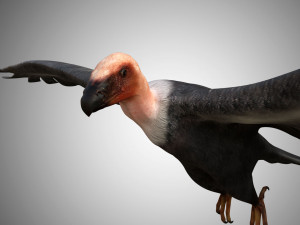 low poly rigged vulture condor 3D मॉडल