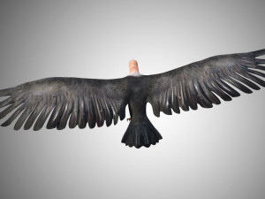 low poly rigged vulture condor 3D मॉडल
