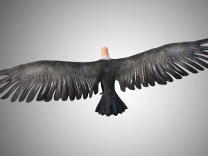 low poly rigged vulture condor 3D Model