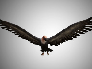 low poly rigged vulture condor 3D मॉडल