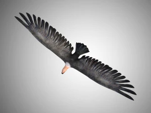 low poly rigged vulture condor 3D Model