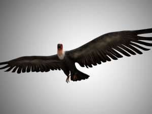 low poly rigged vulture condor 3D मॉडल