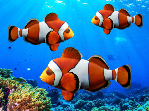 low poly rigged clownfish 3D Model