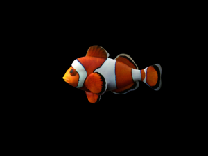 low poly rigged clownfish Model 3D