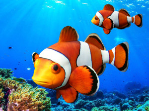 low poly rigged clownfish Model 3D