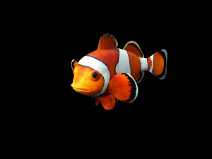 low poly rigged clownfish 3D Model