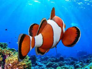 low poly rigged clownfish Model 3D