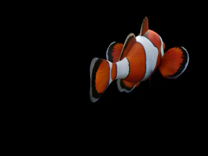 low poly rigged clownfish 3D Model