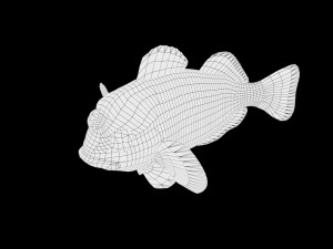 low poly rigged clownfish Model 3D