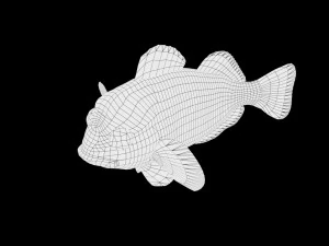 low poly rigged clownfish 3D Model