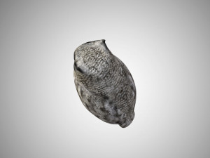 horned owl low poly rigged 3D Model