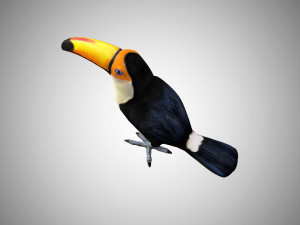 rigged low poly toucan keel billed 3D 模型