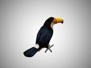 rigged low poly toucan keel billed 3D 模型