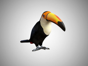 rigged low poly toucan keel billed 3D 模型