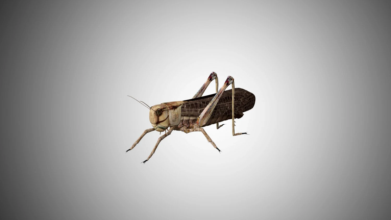 realistic rigged locust grasshopper 3D Model .c4d .max .obj .3ds .fbx .stl .blend