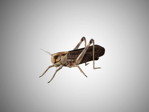 realistic rigged locust grasshopper 3D 模型
