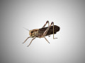 realistic rigged locust grasshopper 3D Model