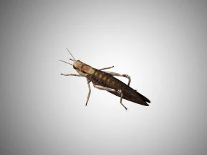 realistic rigged locust grasshopper 3D Model