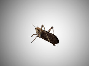 realistic rigged locust grasshopper 3Dモデル