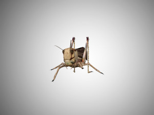 realistic rigged locust grasshopper 3Dモデル
