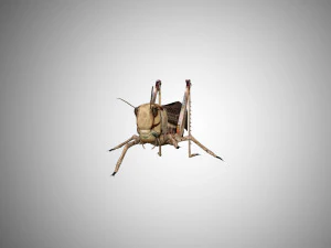 realistic rigged locust grasshopper 3D Model