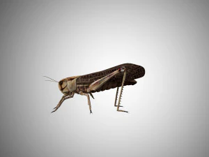 realistic rigged locust grasshopper 3D Model