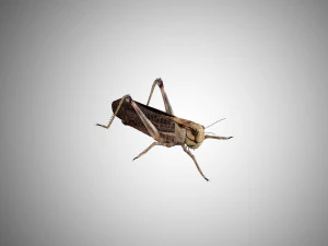 realistic rigged locust grasshopper 3D Model