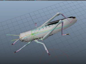 realistic rigged locust grasshopper 3Dモデル