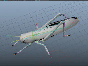 realistic rigged locust grasshopper 3D Model