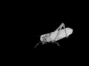 realistic rigged locust grasshopper 3D Model