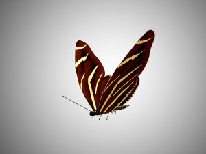 low poly rigged butterfly collection game ready collection Model 3D