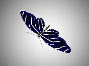 low poly rigged butterfly collection game ready collection Model 3D