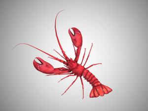 realistic rigged low poly lobster 3D Model