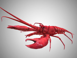 realistic rigged low poly lobster 3D Model