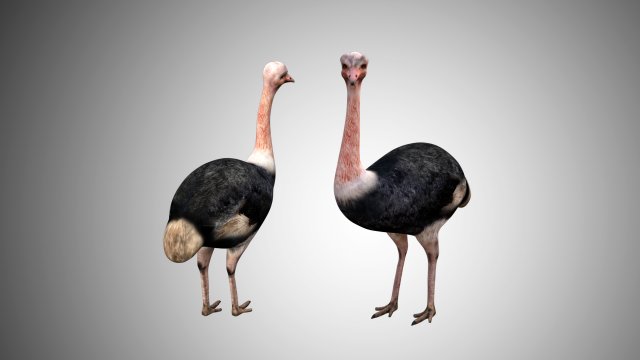 realistic rigged low poly ostrich 3D 모델 .c4d .max .obj .3ds .fbx .stl .blend 