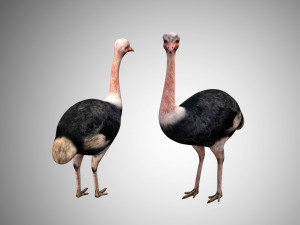 realistic rigged low poly ostrich 3D Модель
