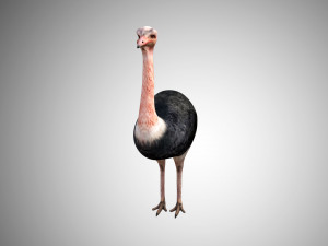 realistic rigged low poly ostrich 3D 모델