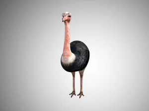 realistic rigged low poly ostrich 3D Model