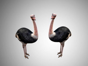 realistic rigged low poly ostrich 3D 모델