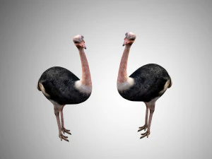 realistic rigged low poly ostrich 3D Model