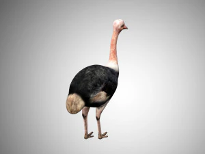 realistic rigged low poly ostrich 3D Model