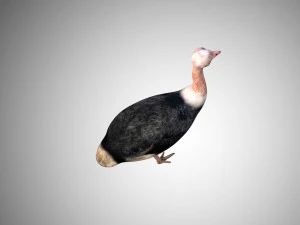 realistic rigged low poly ostrich 3D Model