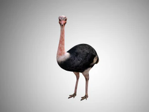 realistic rigged low poly ostrich 3D Model