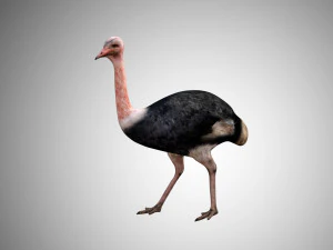 realistic rigged low poly ostrich 3D Model